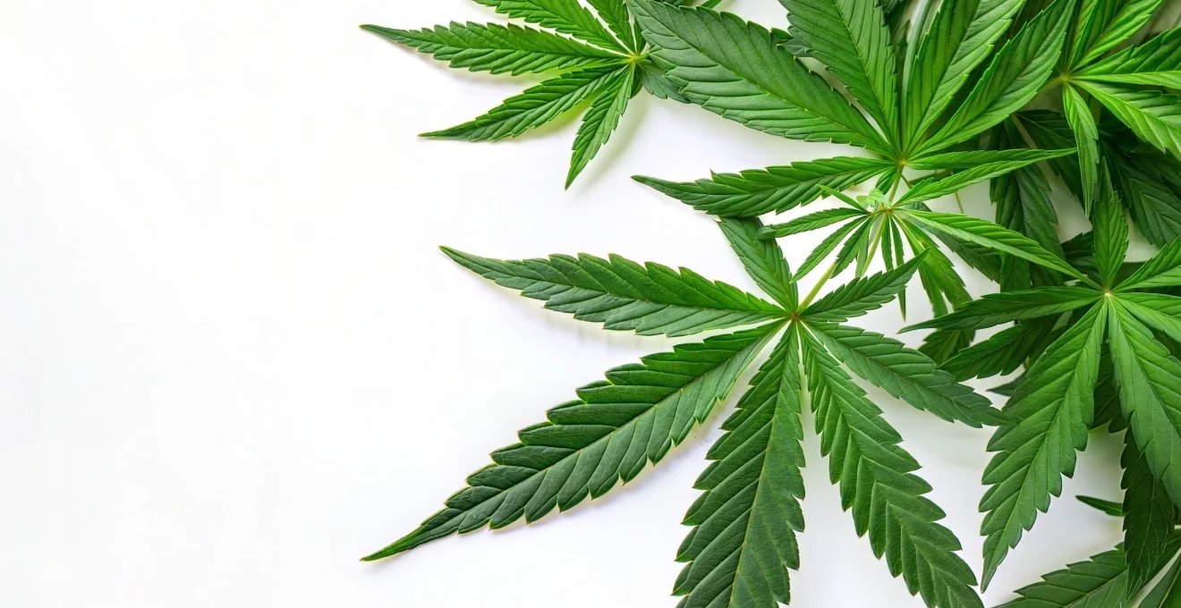 quelles-douleurs-pathologiques-chroniques-peuvent-etre-soulagees-avec-le-cbd